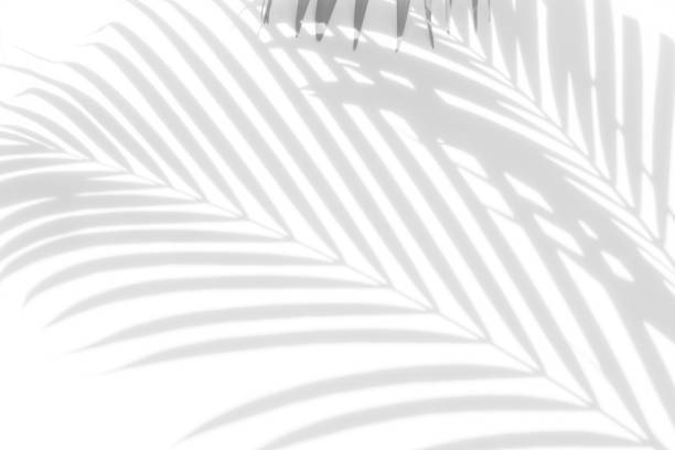 istock abstract background of shadows palm leaves on a white wall. White and 945354098