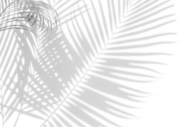 istock abstract background of shadows palm leaves on a white wall. White and 945354106