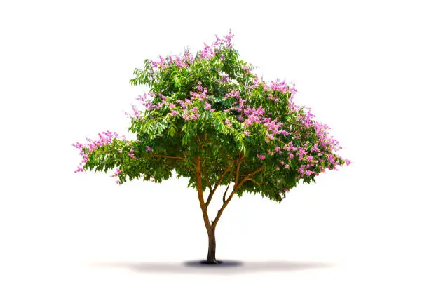 Photo of The tree which has purple-pink flower isolated on white background. Lagerstroemia speciosa, Pride of India
