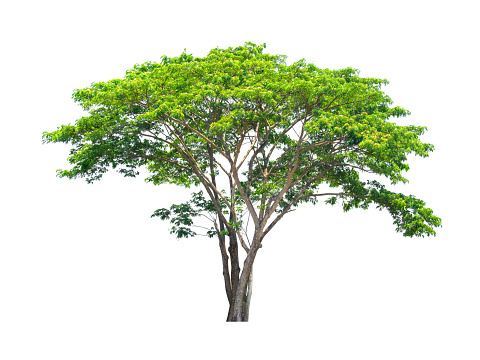 close up of green Rain tree isolated on white background