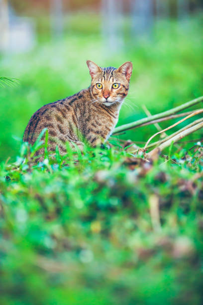 istock Pretty bengal cat sitting on green grass and looking aside at park. 945357344