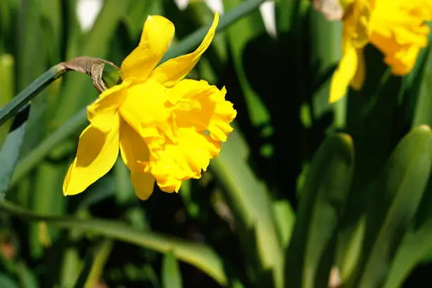 Yellow Daffodil in Sunlight.