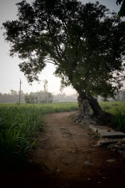 morning ride pic through village