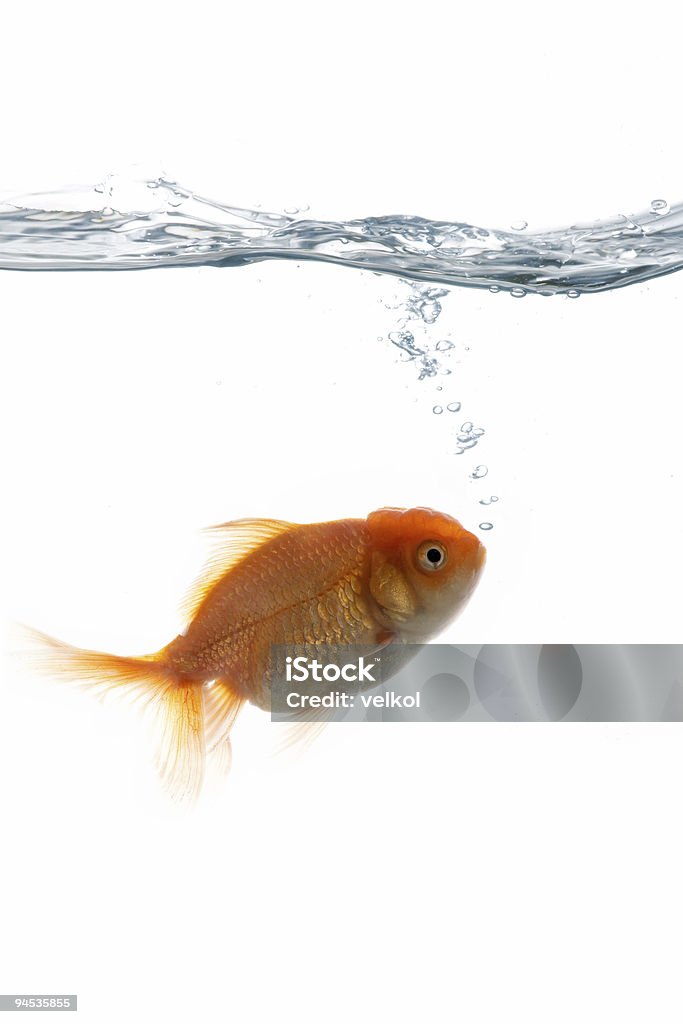 Животные в воде - Стоковые фото Абстрактный роялти-фри