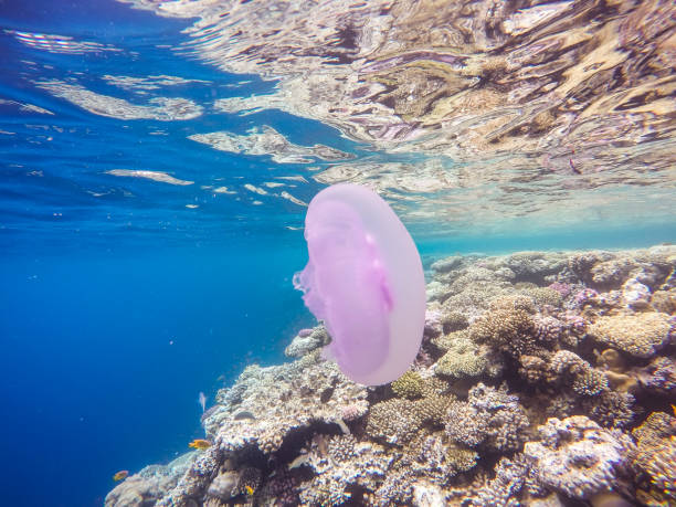 istock Observation of jellyfish during snorkeling in Dahab in Egypt. 945363788
