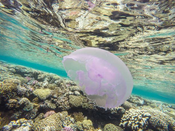 istock Observation of jellyfish during snorkeling in Dahab in Egypt. 945363914