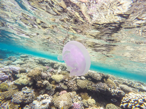 istock Observation of jellyfish during snorkeling in Dahab in Egypt. 945364154