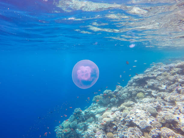 istock Observation of jellyfish during snorkeling in Dahab in Egypt. 945364414