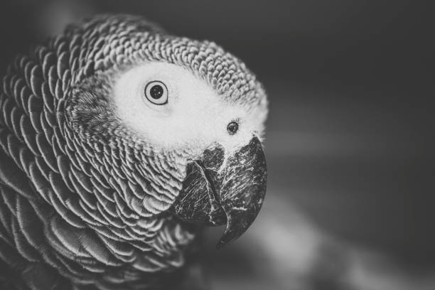 istock Close up of an African Grey Parrot 945366802
