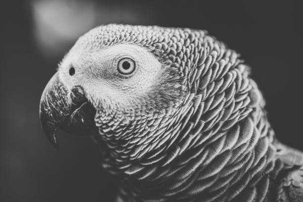 istock Close up of an African Grey Parrot 945366860
