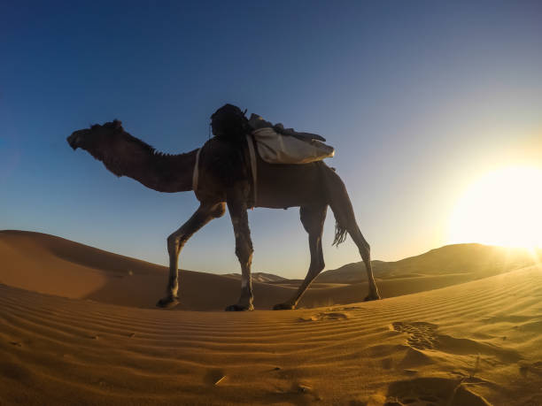 istock Selfie with camel in the Sahara desert 945369548