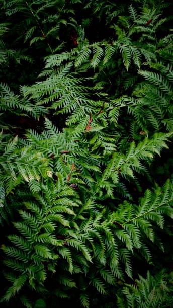 istock Where the green fern grow 945369592