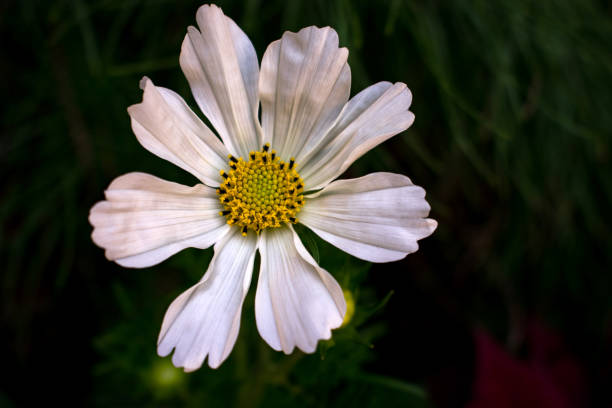 white flower bloom with yellow center