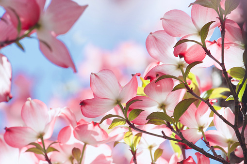 Closeup of the pink toned flowers, leaves and twigs of a Dogwood tree. Some patches of blue sky in background. Flowers seen from behind the translucent petals.
