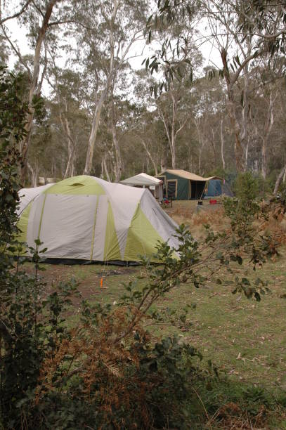 istock camping in tent in rainforest 945380606