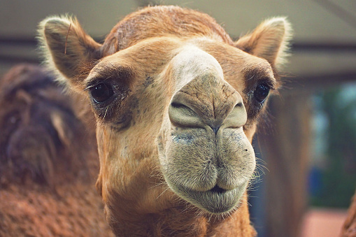 close up on camel funny cute face