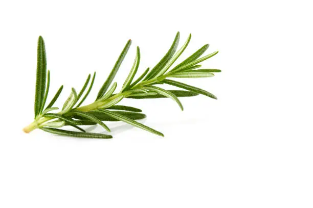 Rosemary isolated on white background, Top view