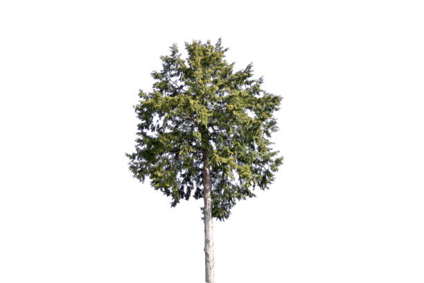 istock Beautiful Big Tree isolated on white background 945386808