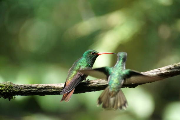 istock Rufous-tailed hummingbird in Mindo, Ecuador 945390884