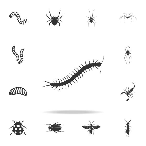 centipede. Detailed set of insects items icons. Premium quality graphic design. One of the collection icons for websites, web design, mobile app centipede. Detailed set of insects items icons. Premium quality graphic design. One of the collection icons for websites, web design, mobile app on white background orthoptera stock illustrations