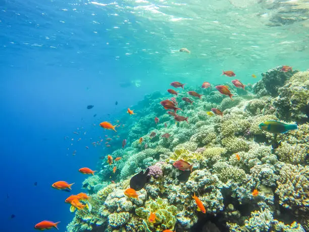 Photo of Lots of fish and corals during snorkeling in Sharm el Sheikh, Egypt.
