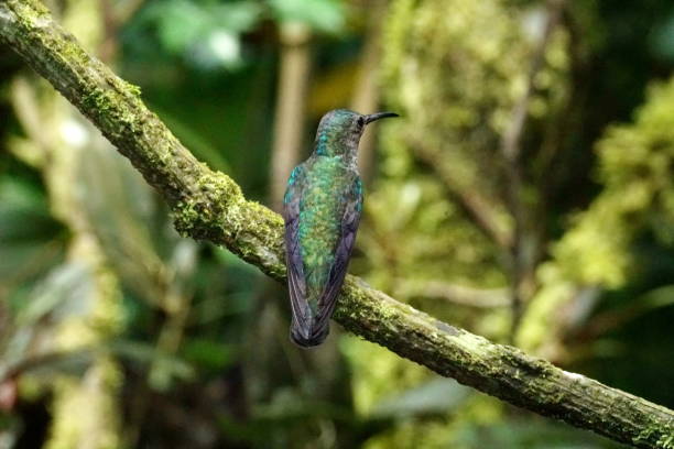 istock Female Green-crowned Brilliant in Mindo, Ecuador 945391994