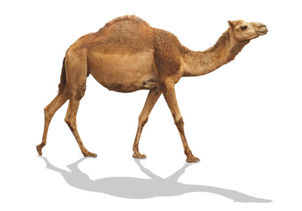 camel waling isolated on white background with clipping path include shadow stock photo