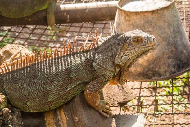 istock Iguana is a reptile, herbivorous lizards 945395570