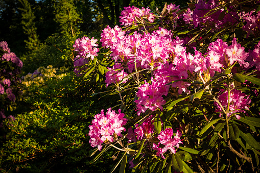 Pink with white azalea flowers. Rhododendron. Summer time