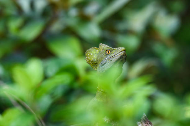 istock Portrait in Nature 945398126