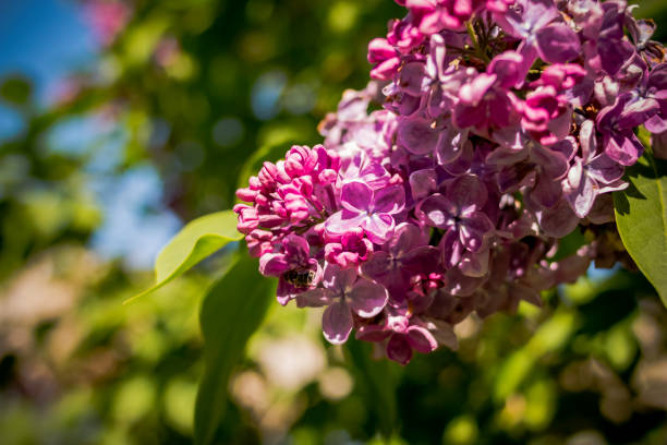 le bee d’oiseau sur les fleurs des fleurs de lilas en mai lilac.spring pourpre, petite abeille boire le nectar, vert feuilles, tendre fleur, rougissant de couleurs. mise au point sélective. - may leaf spring green photos et images de collection