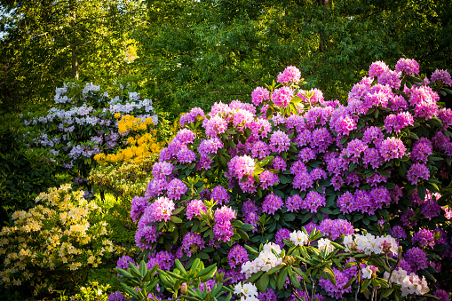 Rhododendron plants in bloom with flowers of different colors.Azalea bushes in the park with different flower colors.Rhododendron plants in bloom