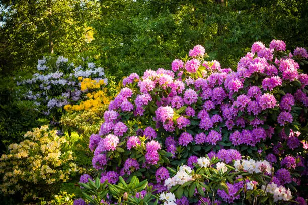 Rhododendron plants in bloom with flowers of different colors.Rhododendron plants in bloom