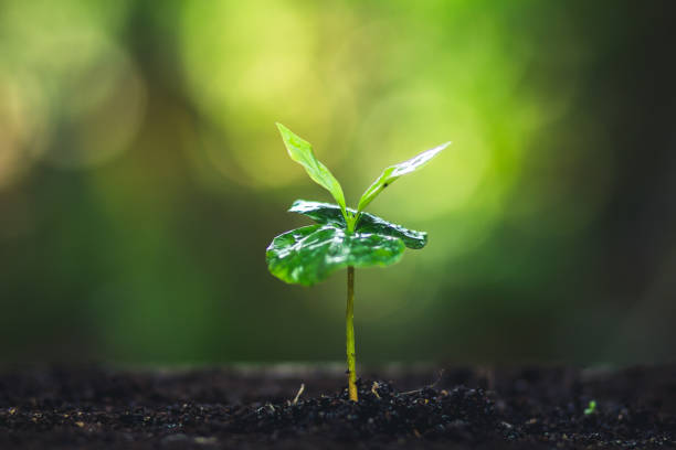 plant arbre graine de café dans la nature - coffee plant photos et images de collection