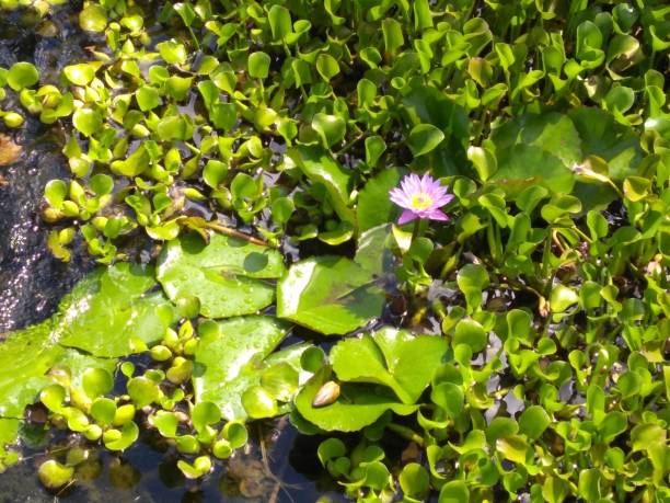 istock Lotus flower in the water 945405392