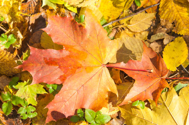 istock Texture of autumn maple leaves 945405662