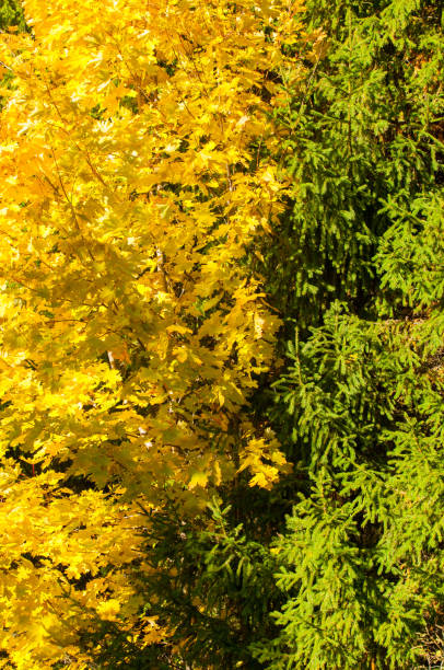 istock Texture of autumn maple leaves 945405906