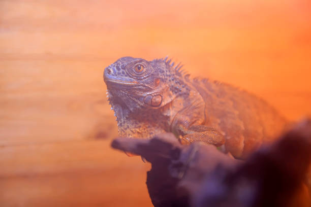 A large yellow/golden Iguana image.