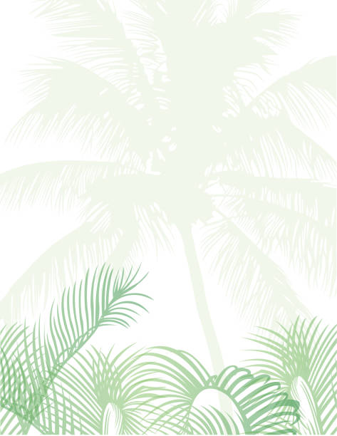 ilustrações, clipart, desenhos animados e ícones de modelo de design tropical com cópia espaço para texto - natureza flor / folha padrão sem emenda no fundo - tropical climate white background palm tree leaf