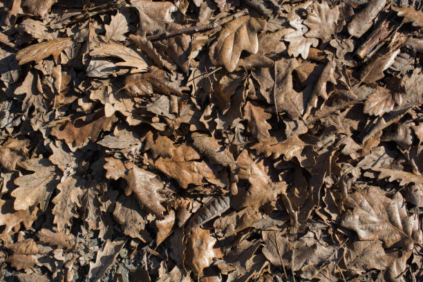 istock Autumn background with dry leaves 945409400