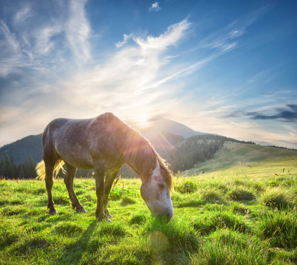 istock Horse in the sun on green mountain pasture 945409988