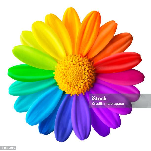 Rainbow Flower Colored Daisy On A White Background Stock Photo - Download Image Now