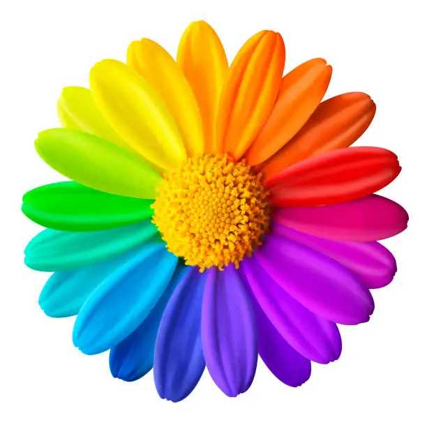 Rainbow flower. Colored daisy on a white background.