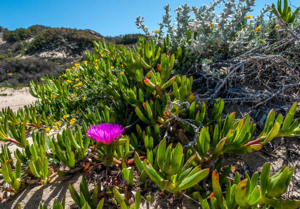 istock flowery beach in spring with figs of Hottentots 945415668