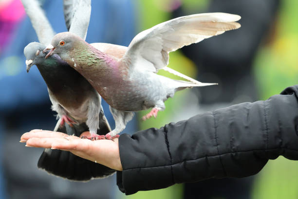 istock Pigeons feeding from a persons hand 945417640