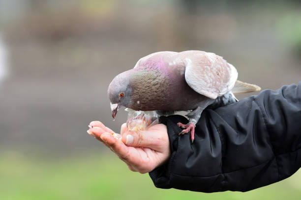 istock Pigeon feeding from a persons hand 945418016