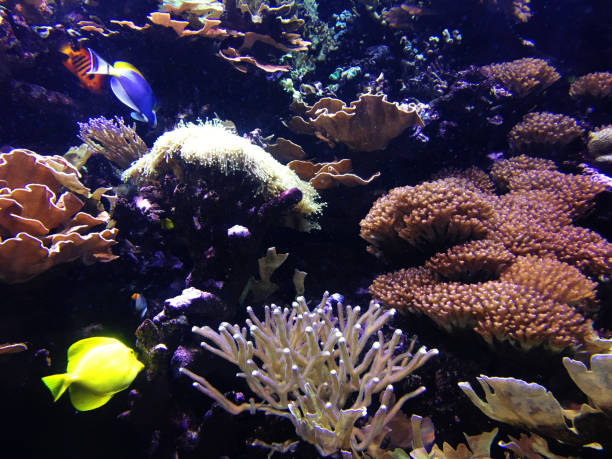 istock Underwater coral reef in red sea 945420140