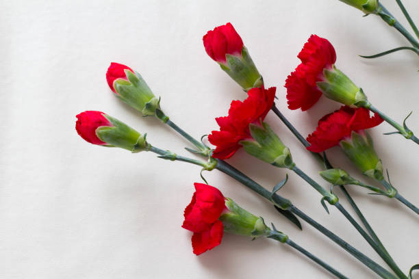istock Image of red carnation Mother's Day 945423320