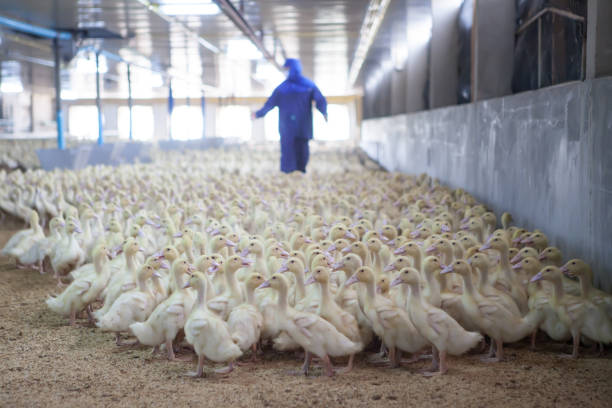 blurred background of ducks in the farm is clean and hygienic. - livestock beautiful image beak imagens e fotografias de stock