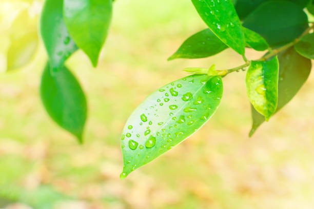 istock drop water on leaf green  freshness in summer beautiful background with copy space add text and light sun soft yellow bright 945424824